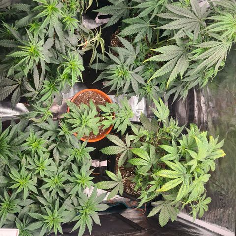 Gorilla Glue growlog timeline photo