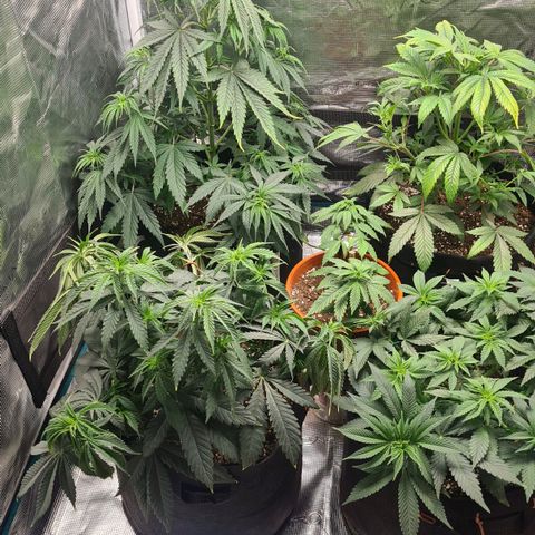 Gorilla Glue growlog timeline photo