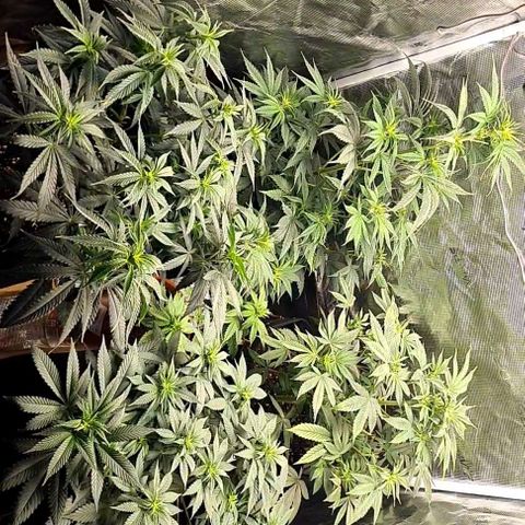 Gorilla Glue growlog timeline photo