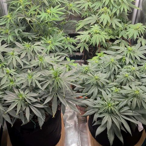 Gorilla Glue growlog timeline photo