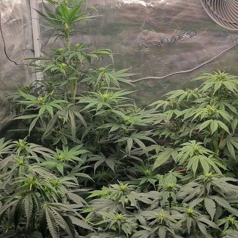 Gorilla Glue growlog timeline photo