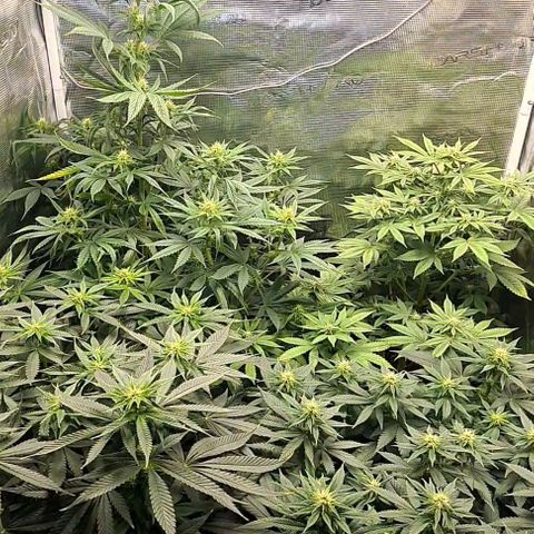 Gorilla Glue growlog timeline photo