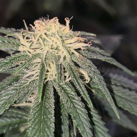 Gorilla Glue growlog timeline photo
