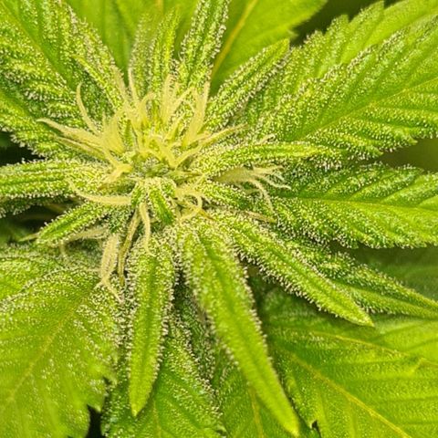 Gorilla Glue growlog timeline photo