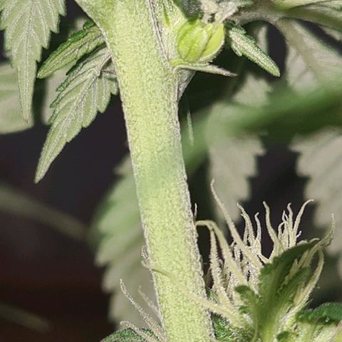 Gorilla Glue growlog timeline photo