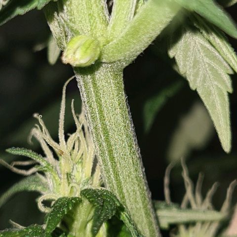 Gorilla Glue growlog timeline photo