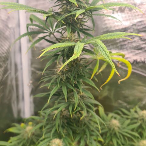 Gorilla Glue growlog timeline photo