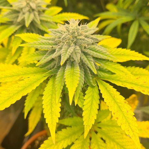 Gorilla Glue growlog timeline photo