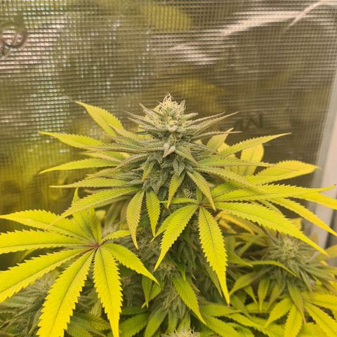 Gorilla Glue growlog timeline photo
