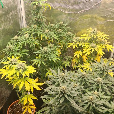 Gorilla Glue growlog timeline photo