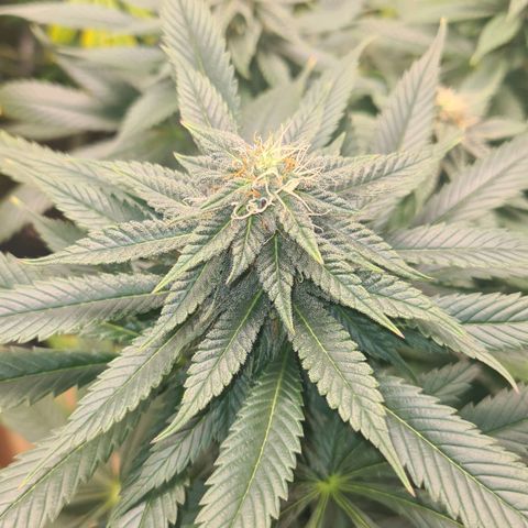 Gorilla Glue growlog timeline photo