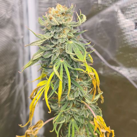 Gorilla Glue growlog timeline photo