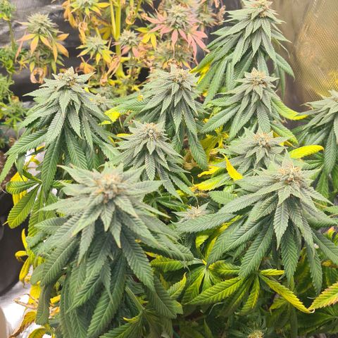 Gorilla Glue growlog timeline photo