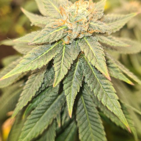 Gorilla Glue growlog timeline photo