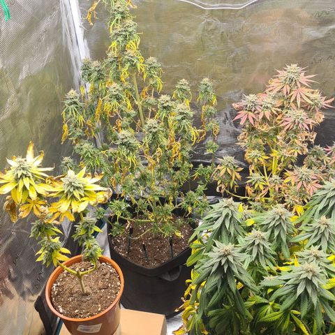 Gorilla Glue growlog timeline photo