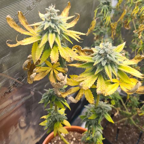 Gorilla Glue growlog timeline photo