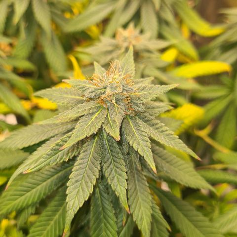 Gorilla Glue growlog timeline photo