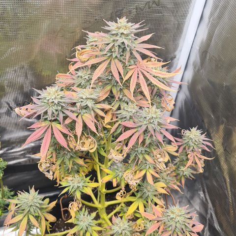 Gorilla Glue growlog timeline photo