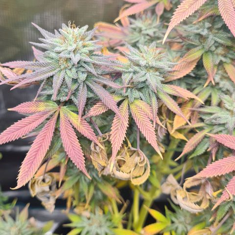 Gorilla Glue growlog timeline photo