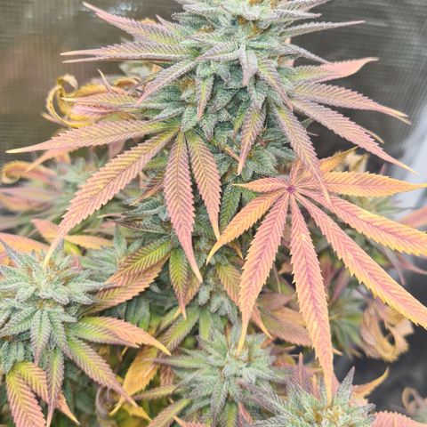 Gorilla Glue growlog timeline photo