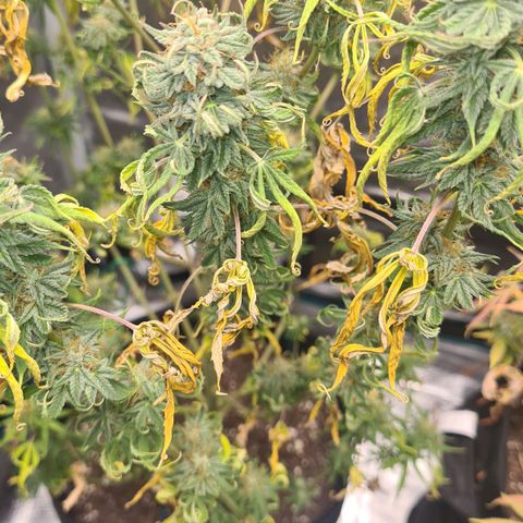 Gorilla Glue growlog timeline photo