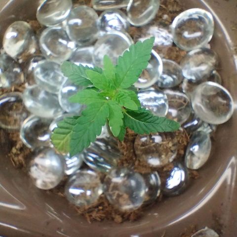 Doxy growlog timeline photo