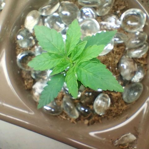 Doxy growlog timeline photo