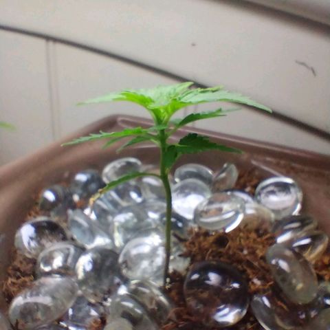 Doxy growlog timeline photo