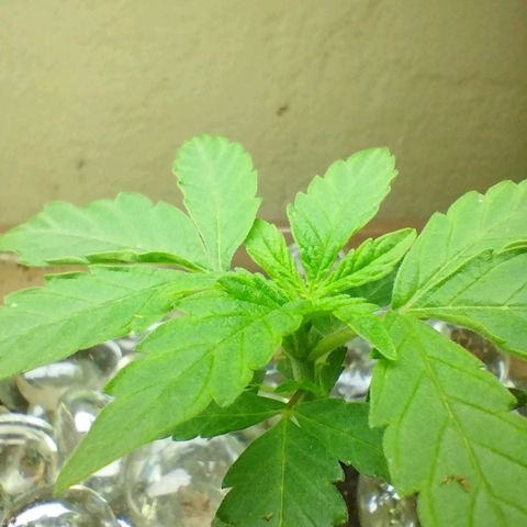 Doxy growlog timeline photo