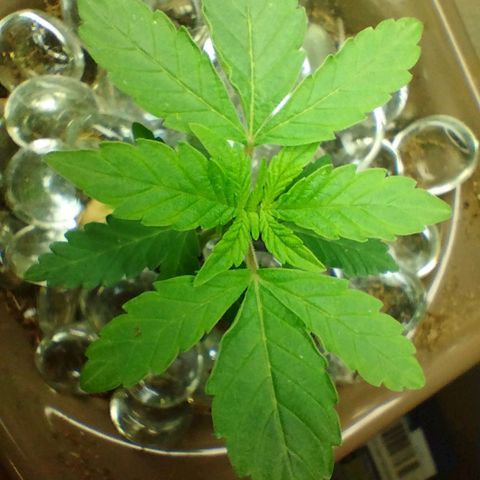 Doxy growlog timeline photo