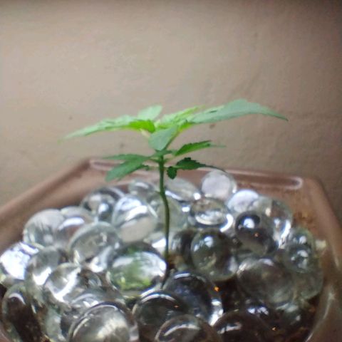 Doxy growlog timeline photo