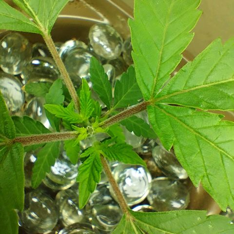 Doxy growlog timeline photo