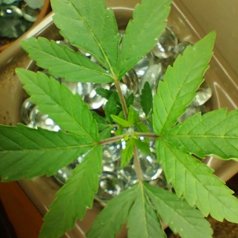 Doxy growlog timeline photo