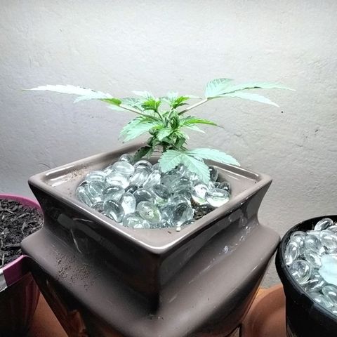 Doxy growlog timeline photo