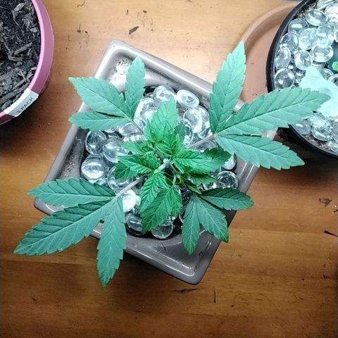 Doxy growlog timeline photo