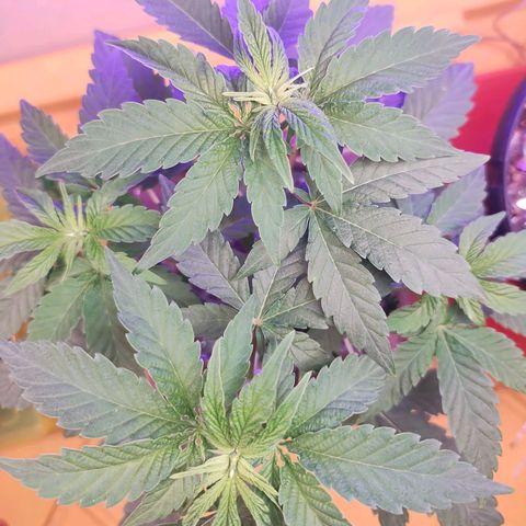 Doxy growlog timeline photo
