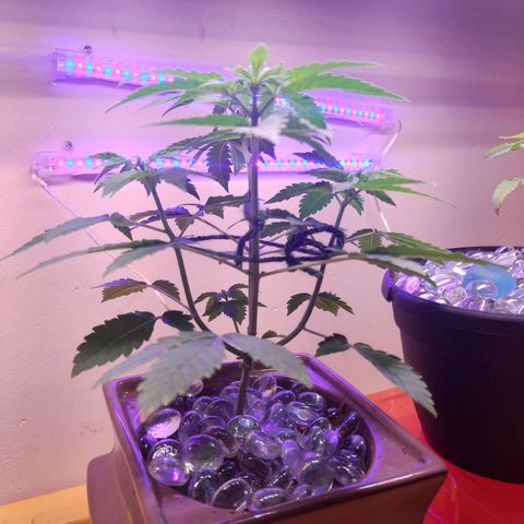 Doxy growlog timeline photo