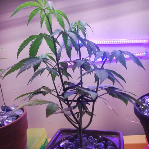 Doxy growlog photo: Topped 