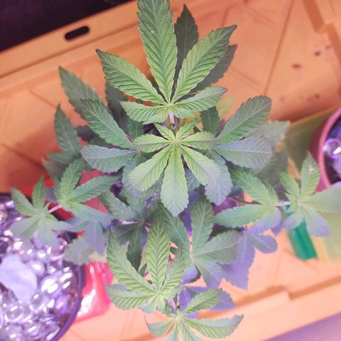 Doxy growlog photo: Topped