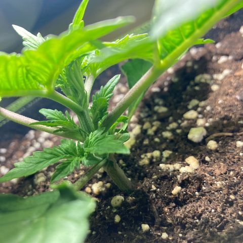Easy Bud growlog timeline photo