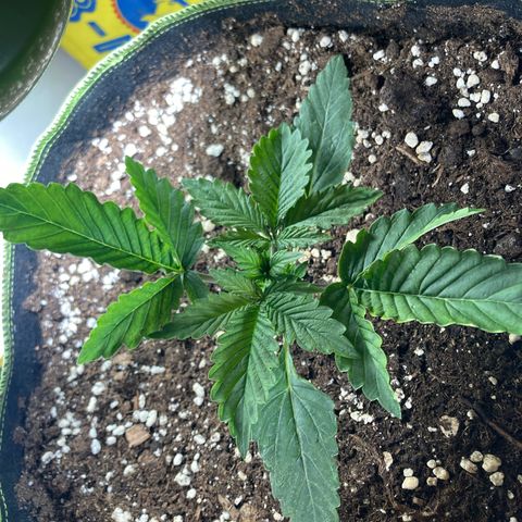 Easy Bud growlog timeline photo
