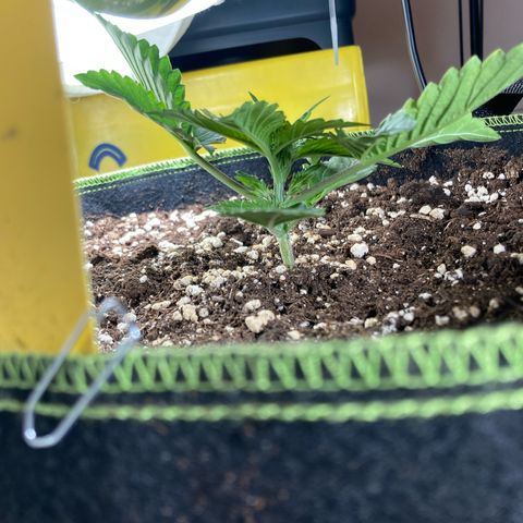 Easy Bud growlog timeline photo