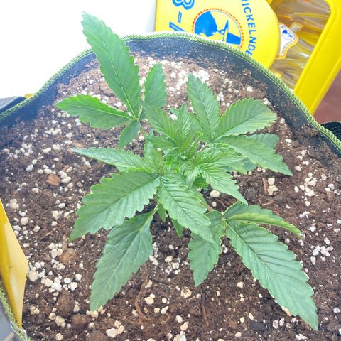 Easy Bud growlog timeline photo