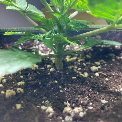 Easy Bud growlog timeline photo