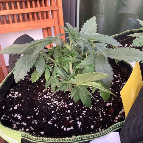 Easy Bud growlog timeline photo