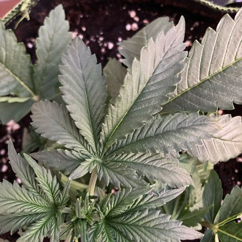 Easy Bud growlog timeline photo