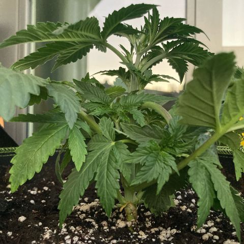 Easy Bud growlog timeline photo