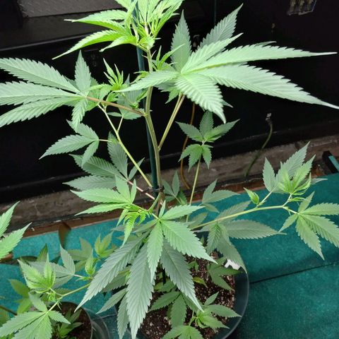 Martha growlog timeline photo