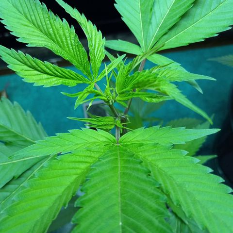 Cindy growlog timeline photo