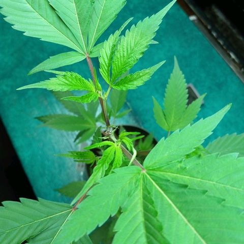 Cindy growlog timeline photo
